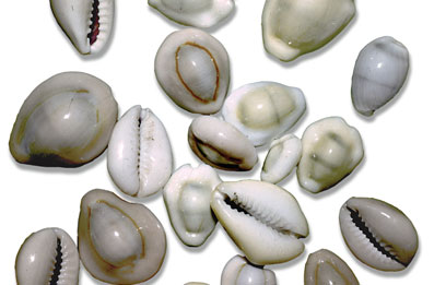 Seashells kauri